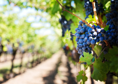 La “bodega del futuro” gracias al IoT